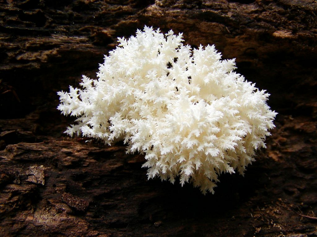 Мицелий Ежовика коралловидного / Гериций решетчатовидный (Hericium coralloides)